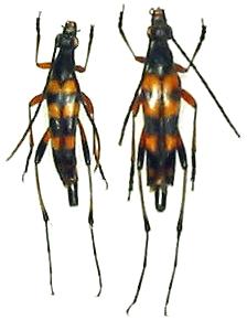 Strangalia attenuata