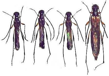 Necydalis (Necydalisca) solida