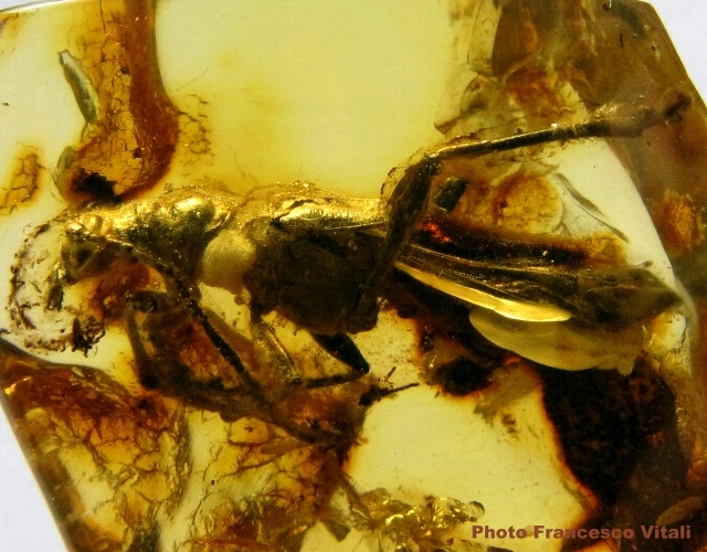 Necydalis (Necydalisca) zangi