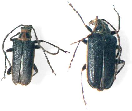 Brachysomida bivittata