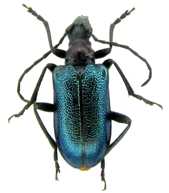 Gaurotes (Carilia) virginea aemula