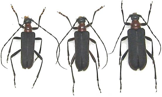 Macropidonia ruficollis