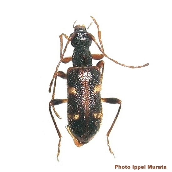 Pidonia (Omphalodera) puziloi 