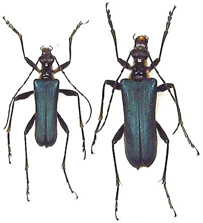 Japanocorus coeruleipennis