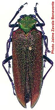 Cheloderus childreni