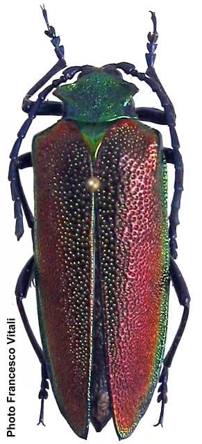 Cheloderus childreni