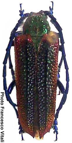 Oxypeltus quadrispinosus