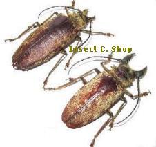 Tithoes maculatus frontalis