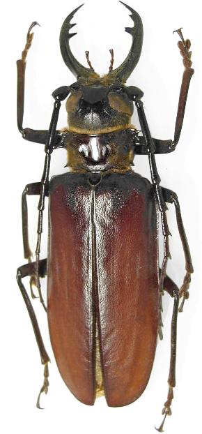 Acanthophorus serraticornis