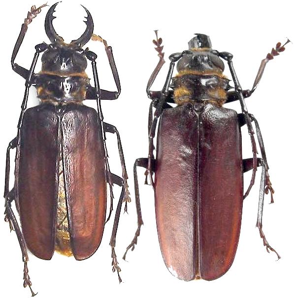 Acanthophorus Wikipedia