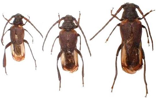 Psephactus remiger remiger