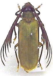 Rhipidocerus australasiae