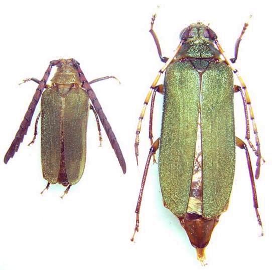 Rhipidocerus australasiae