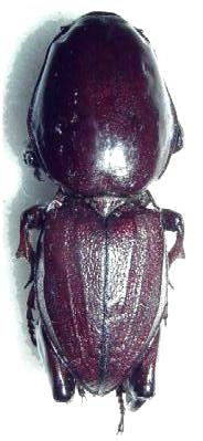 Hypocephalus armatus