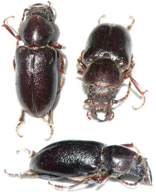Migdolus fryanus
