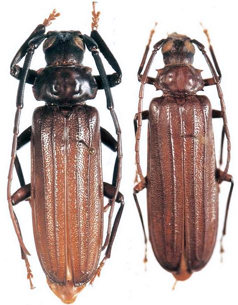 Chorenta biramiguelus