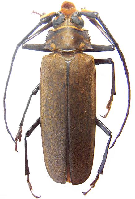 Orthomegas jaspideus