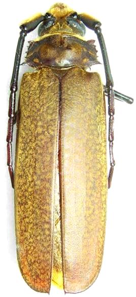 Orthomegas jaspideus