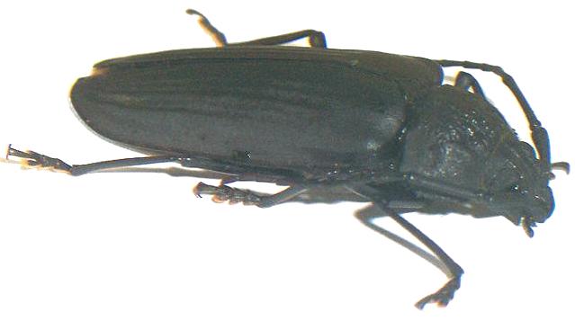 Navosoma luctuosum