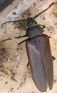 Trichocnemis spiculatus