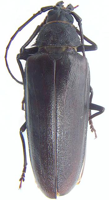 Trichocnemis spiculatus