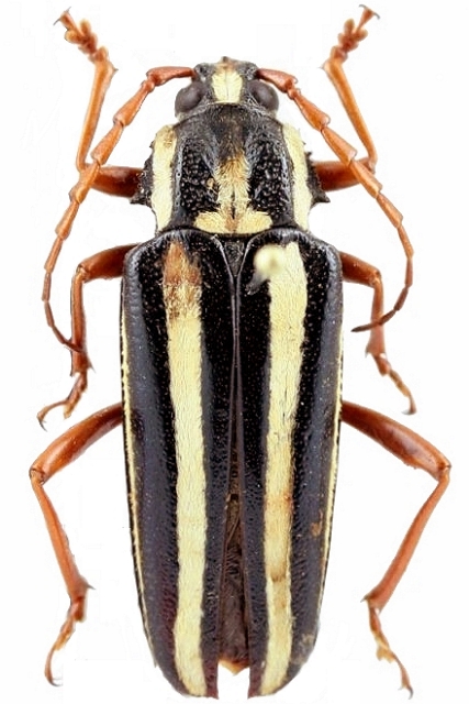 Elateropsis lineatus