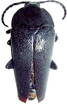 Holonotus laevithorax