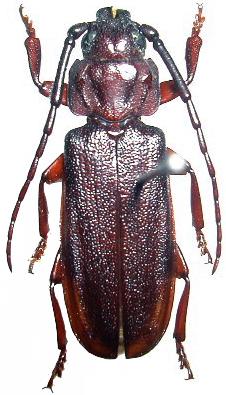 Eurypoda (Eurypoda) antennata antennata