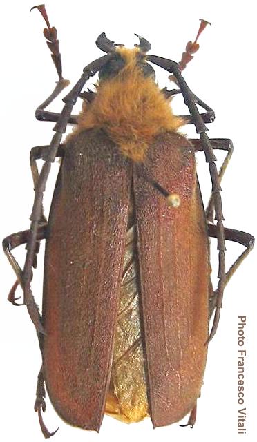 Acanthinodera cumingii