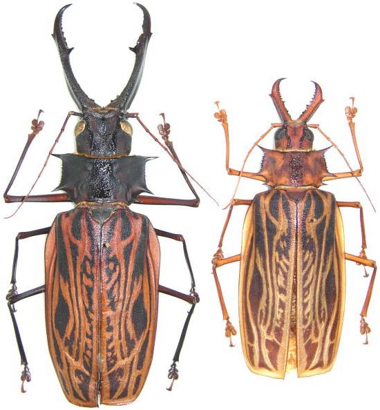 Macrodontia cervicornis