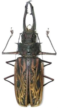 Macrodontia cervicornis