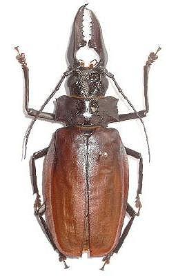 Macrodontia crenata