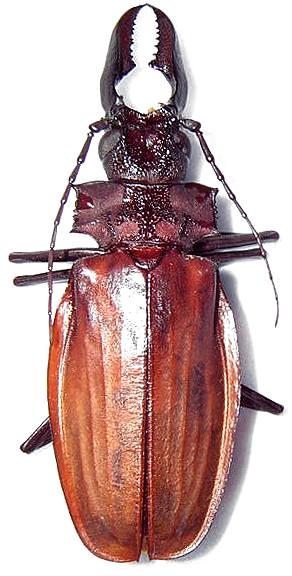 Macrodontia crenata