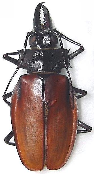 Macrodontia crenata