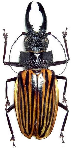 Macrodontia marechali
