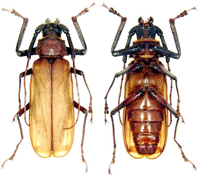 Macrotoma (Bandar) pascoei pascoei