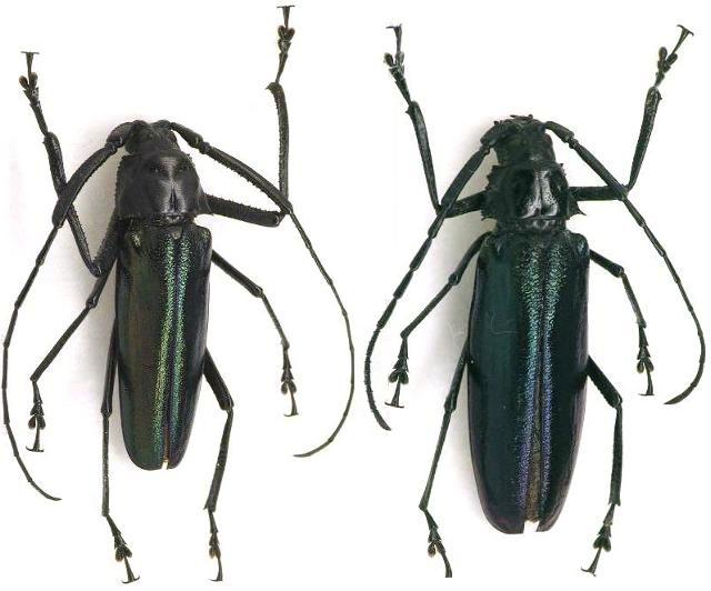 Chalybophysis aeneipennis