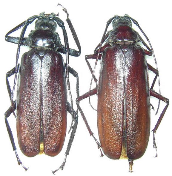 Macrotoma (Macrotoma) serripes