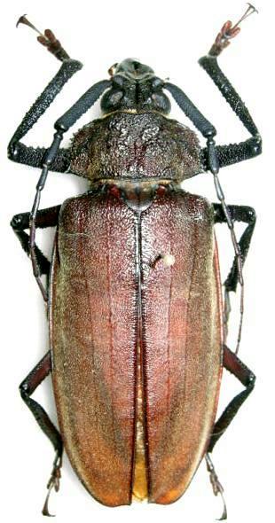 Mecosarthron buphagus