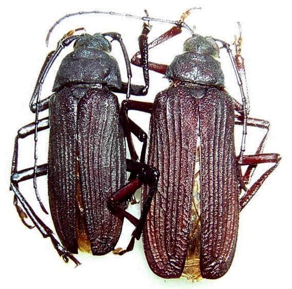 Navosomopsis feisthameli