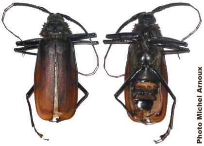 Sarothrogastra leonardi