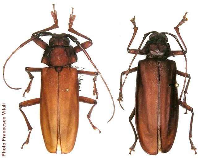 Strongylaspis corticaria