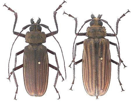 Xixuthrus (Daemonarthra) helleri