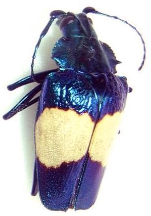 Charmallaspis pulcherrima