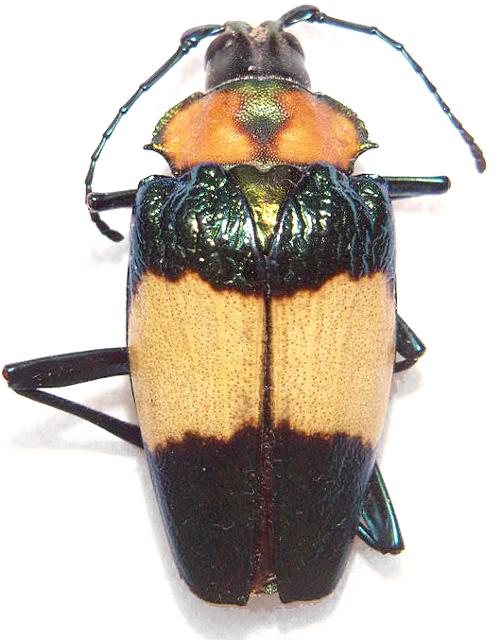 Charmallaspis pulcherrima