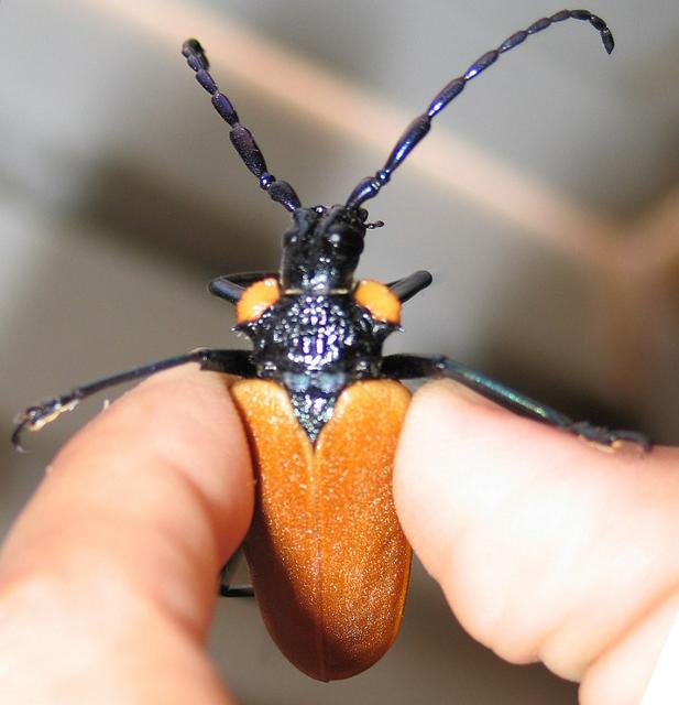 Oropyrodes maculicollis