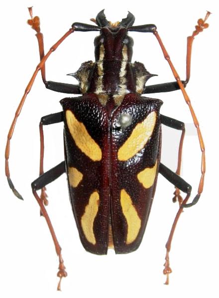 Poecilopyrodes pictus