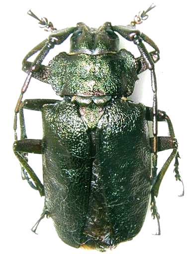 Pyrodes nitidus
