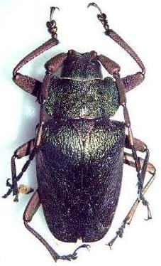 Pyrodes nitidus