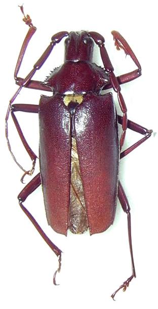 Scatopyrodes longiceps